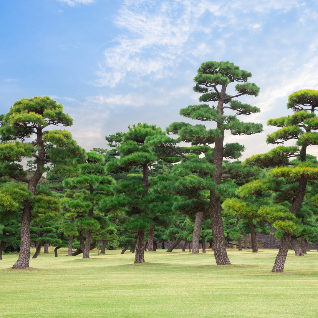 Japanese Black Pine Tree Seeds (Pinus thunbergii)