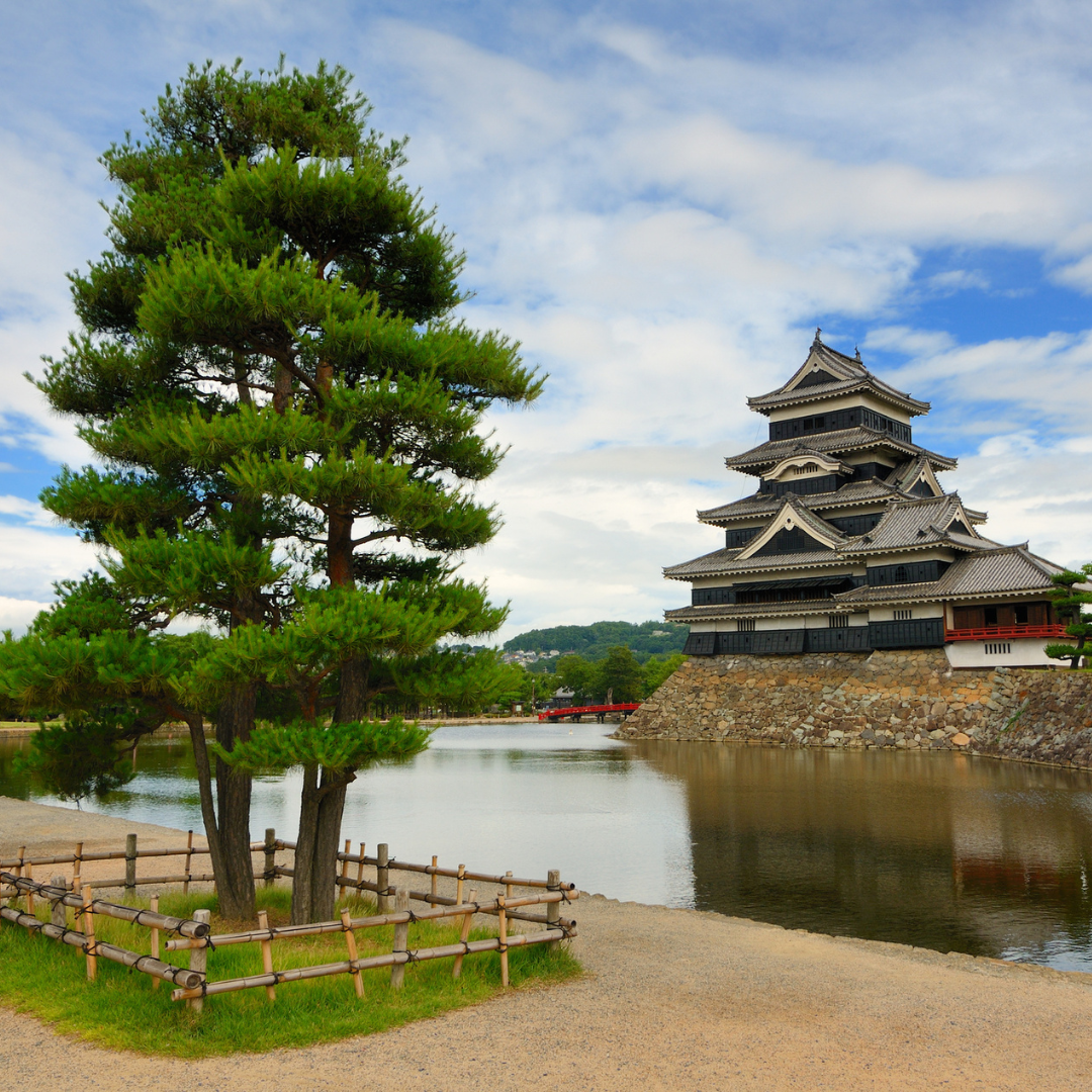 Japanese Black Pine Tree Seeds (Pinus thunbergii)