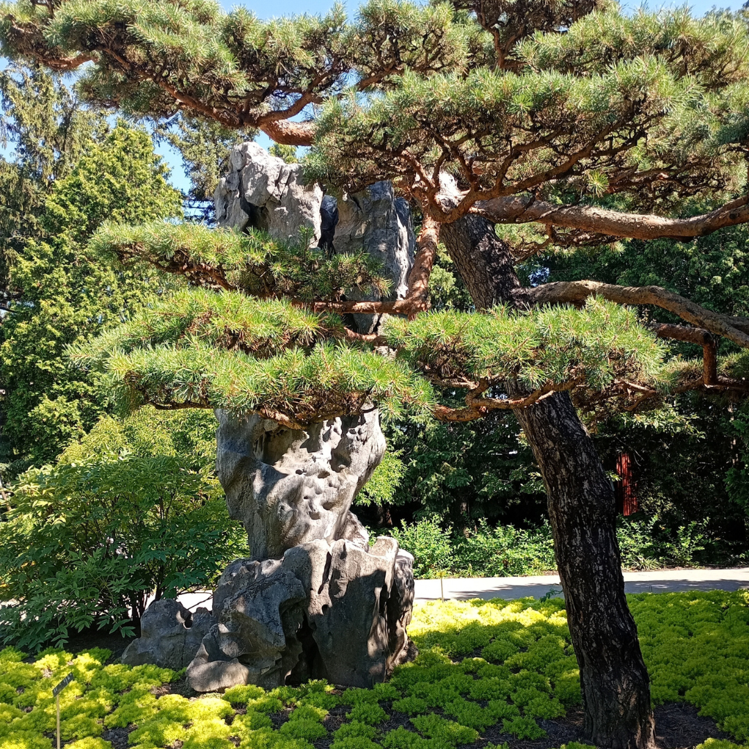 Japanese Black Pine Tree Seeds (Pinus thunbergii)