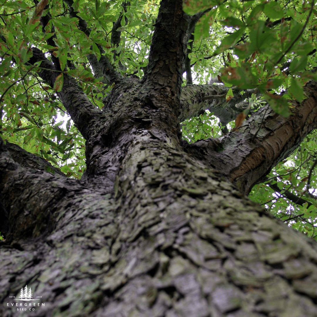 Close-up of a large Japanese Chestnut tree trunk with green leaves in the background