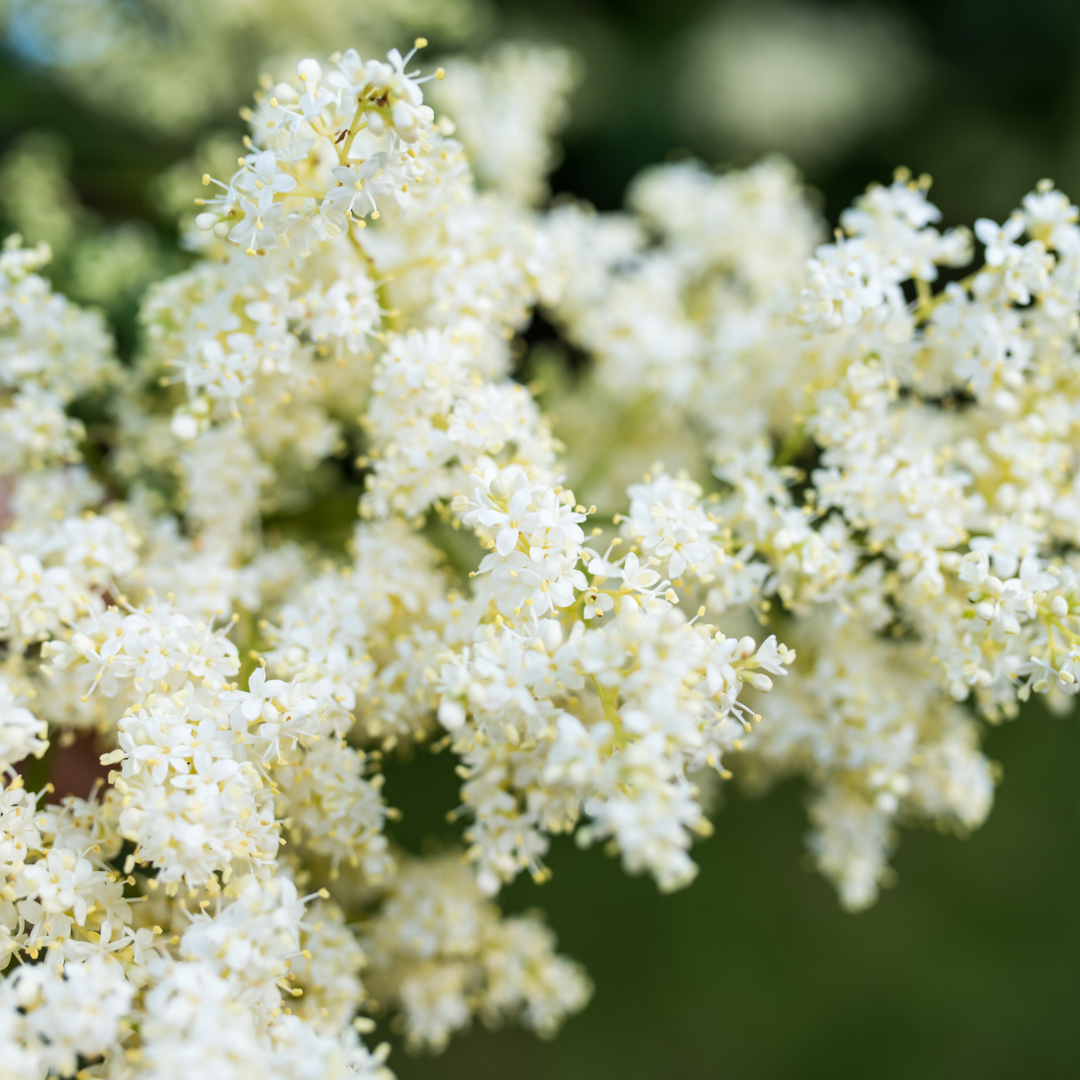 Japanese Lilac Tree Seeds (Syringa reticulata)