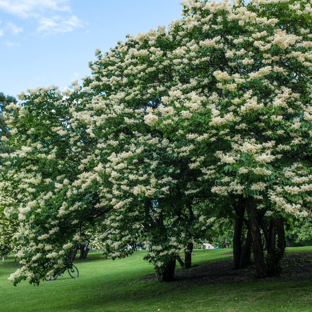Japanese Lilac Tree Seeds (Syringa reticulata)