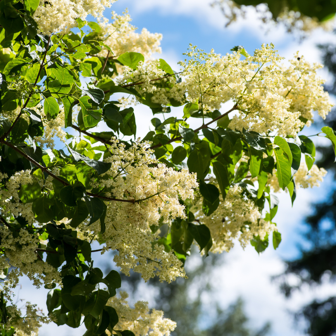 Japanese Lilac Tree Seeds (Syringa reticulata)