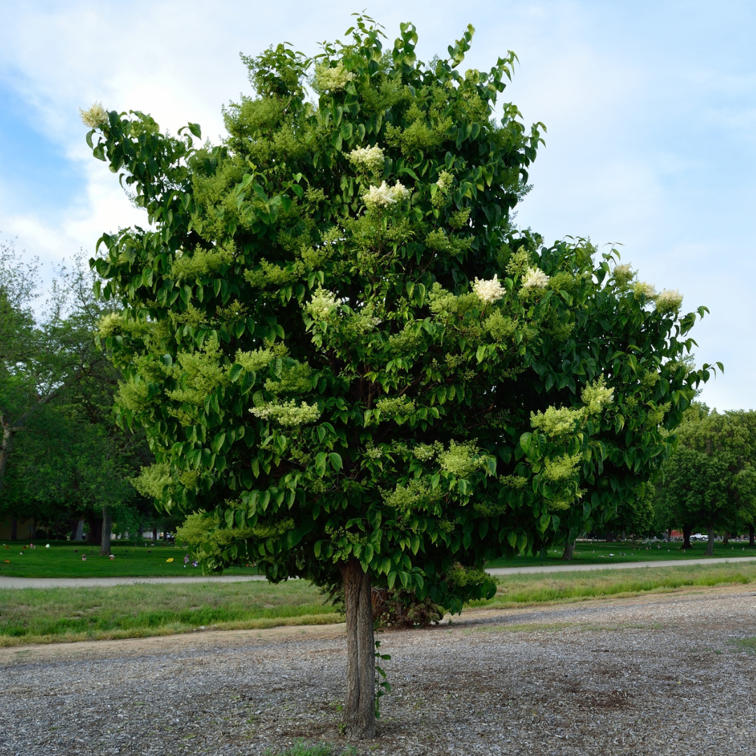 Japanese Lilac Tree Seeds (Syringa reticulata)