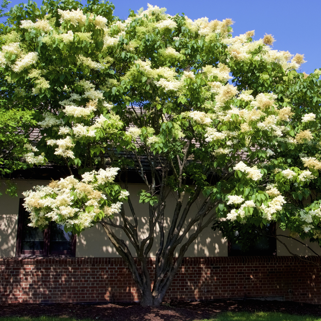 Japanese Lilac Tree Seeds (Syringa reticulata)