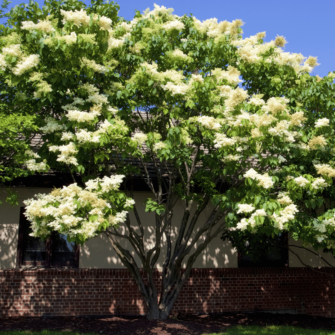 Japanese Lilac Tree Seeds | Tree Lilac | (Syringa reticulata)