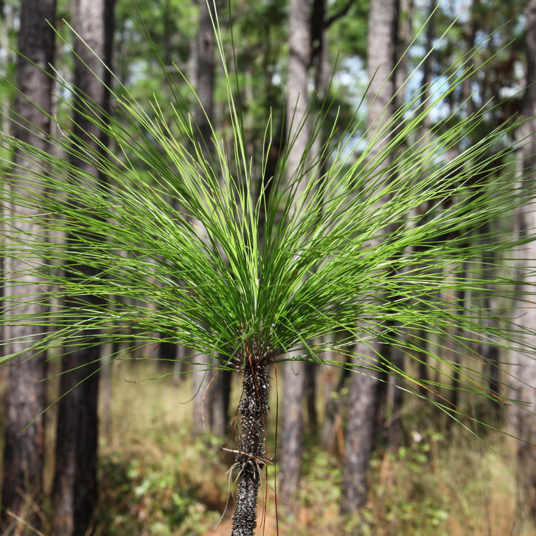 Longleaf Pine Tree Seeds (Pinus palustris)