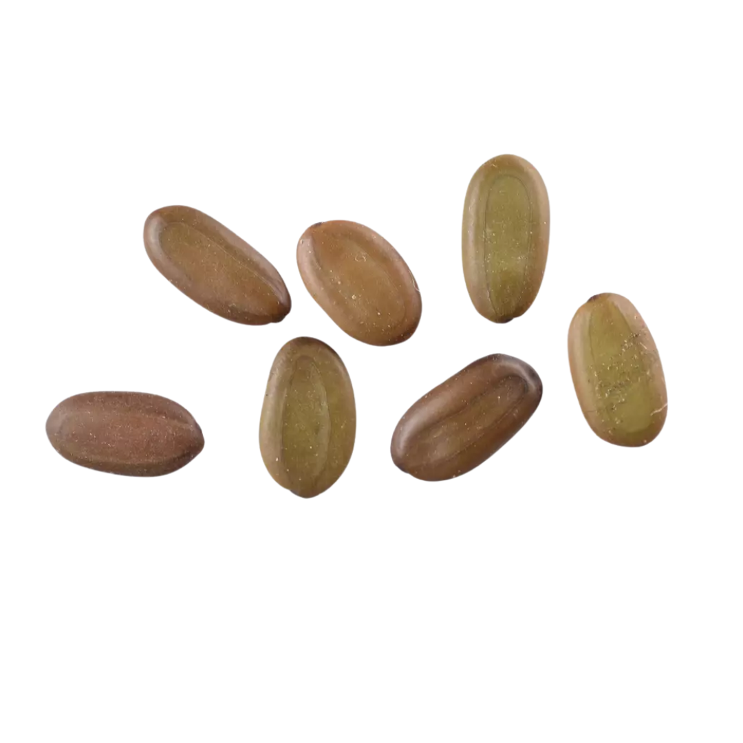 Mimosa Tree Seeds (Albizia julibrissin)