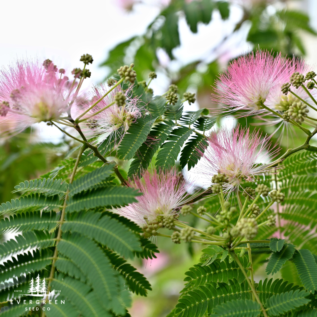 Mimosa Tree Seeds (Albizia julibrissin)