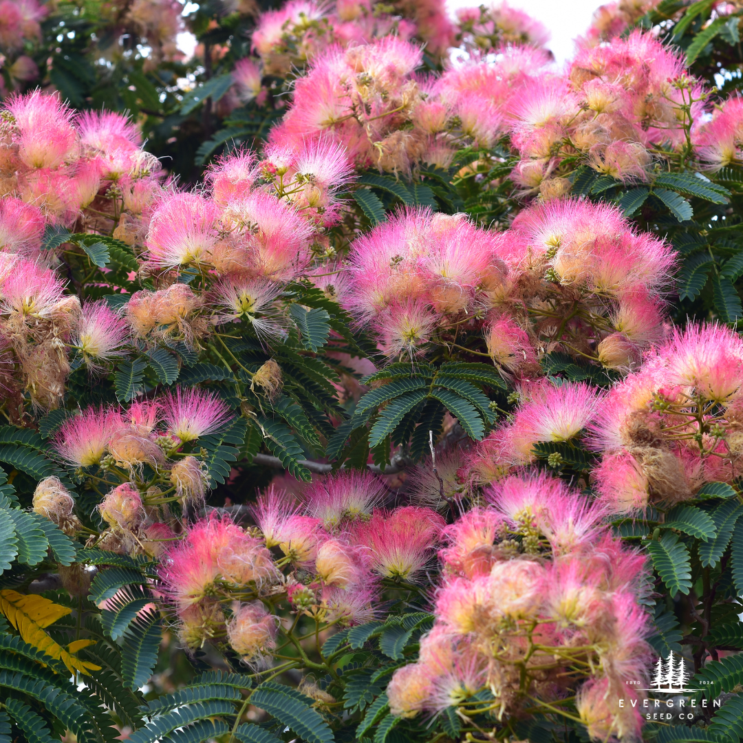 Mimosa Tree Seeds (Albizia julibrissin)