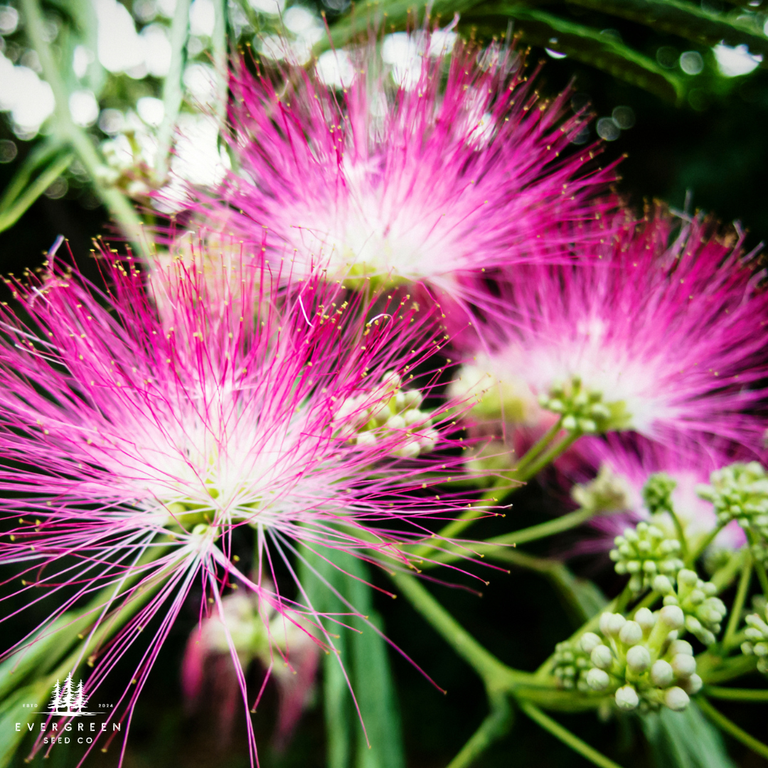 Mimosa Tree Seeds (Albizia julibrissin)