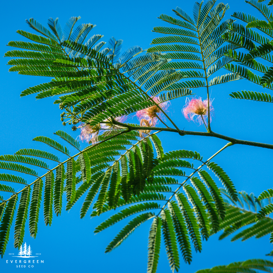 Mimosa Tree Seeds (Albizia julibrissin)