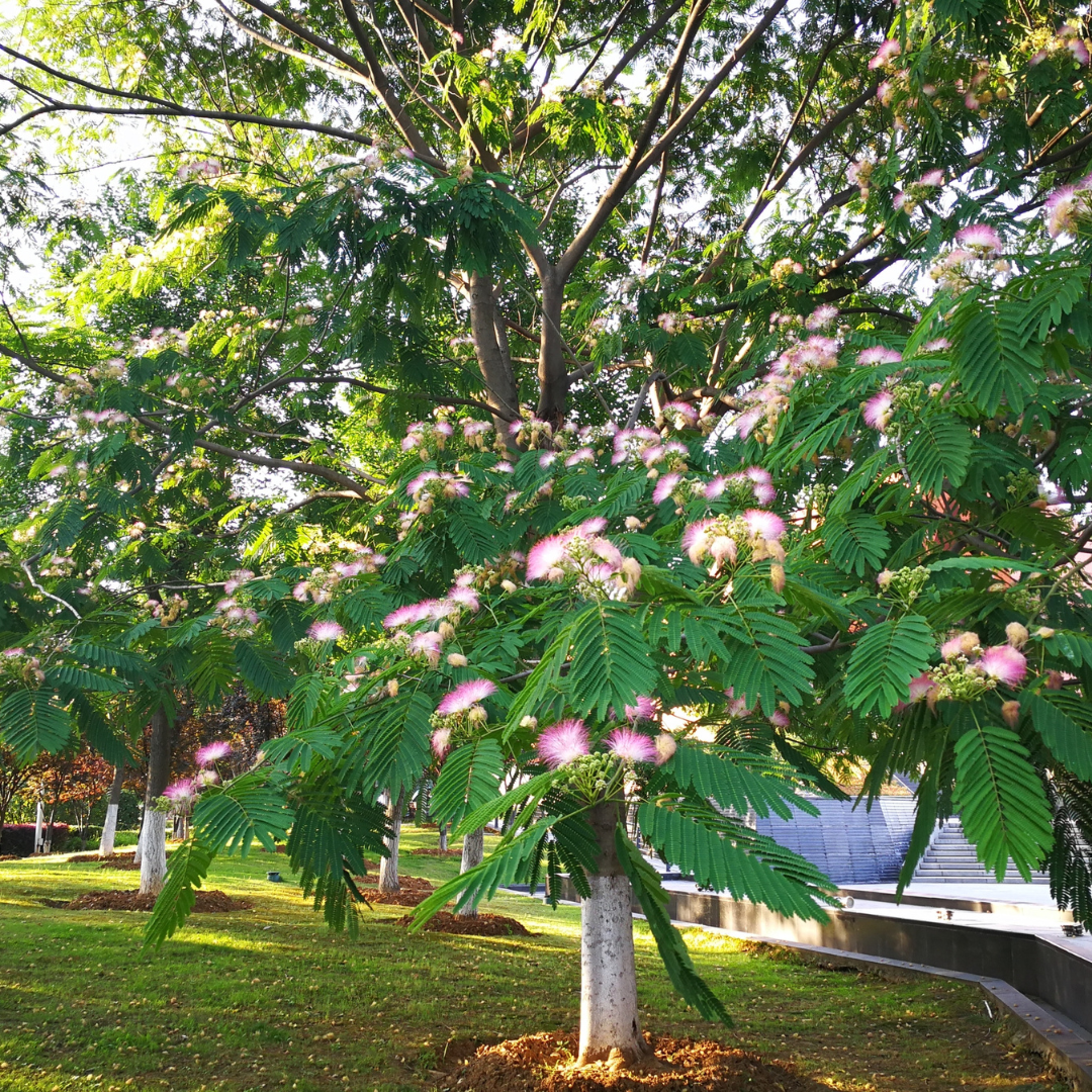 Mimosa Tree Seeds (Albizia julibrissin)