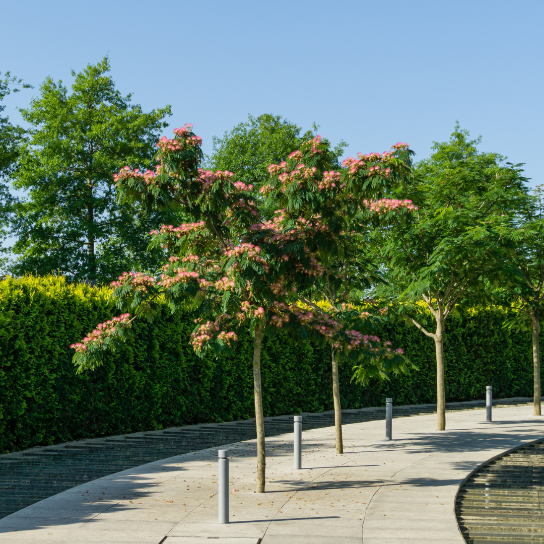 Mimosa Tree Seeds (Albizia julibrissin)