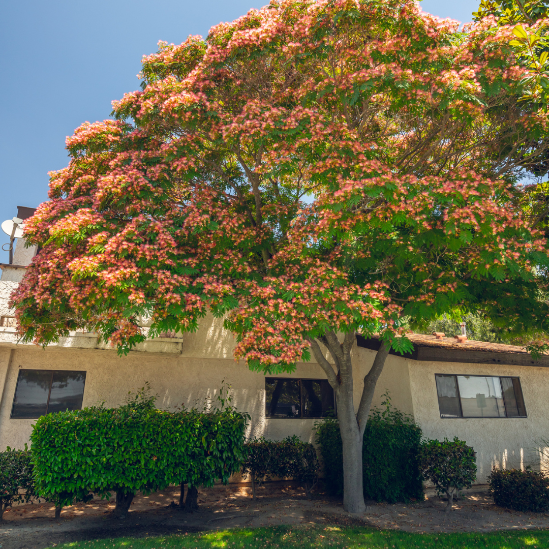 Mimosa Tree Seeds (Albizia julibrissin)