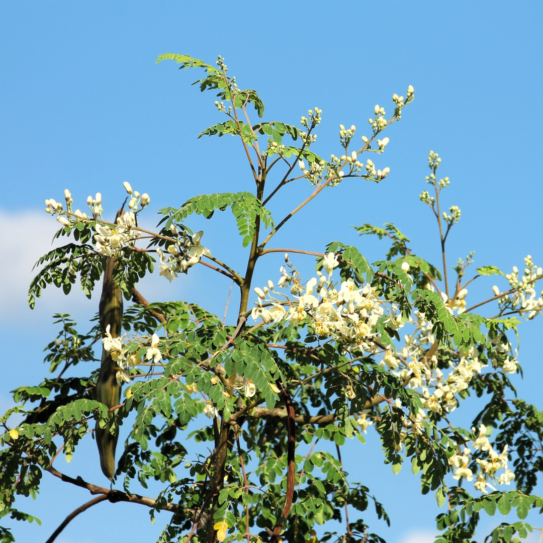 Moringa Tree Seeds (Moringa oleifera)