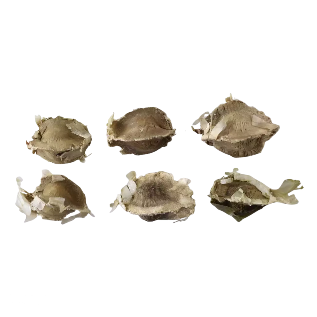 Moringa Tree Seeds (Moringa oleifera)