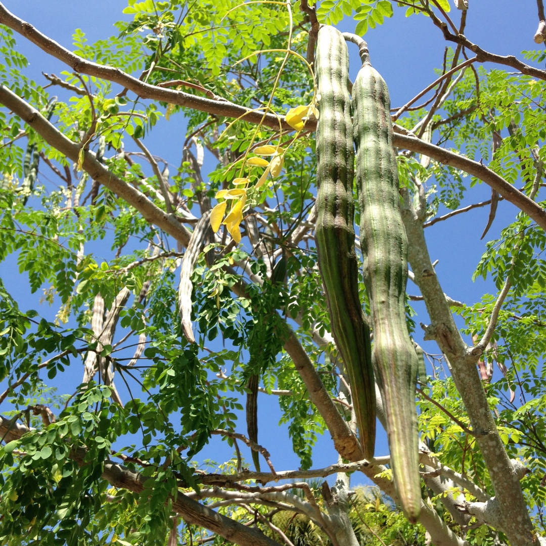 Moringa Tree Seeds (Moringa oleifera)
