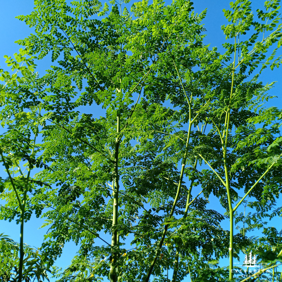 Moringa Tree Seeds (Moringa oleifera)