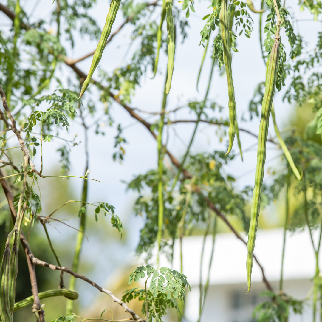 Moringa Tree Seeds (Moringa oleifera)