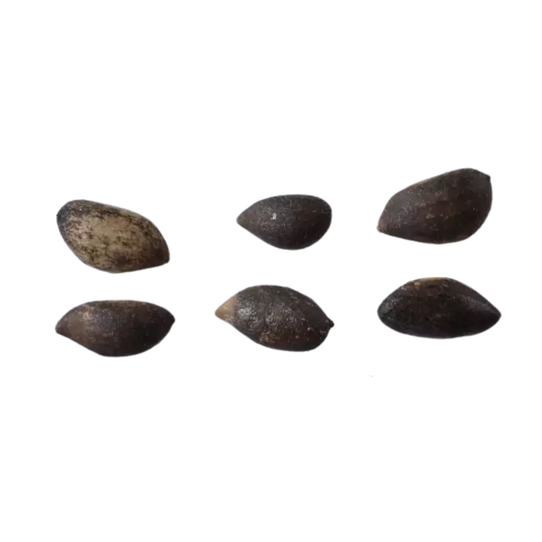 Mugo Pine Tree Seeds (Pinus mugo)