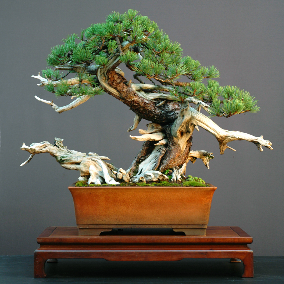Mugo Pine Tree Seeds (Pinus mugo)