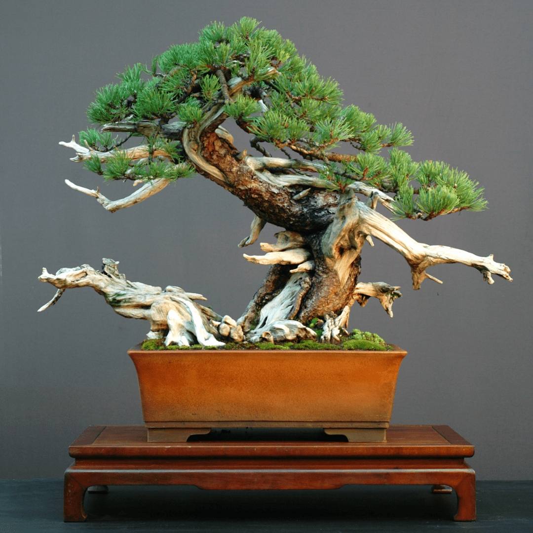 Mugo Pine Tree Seeds (Pinus mugo)