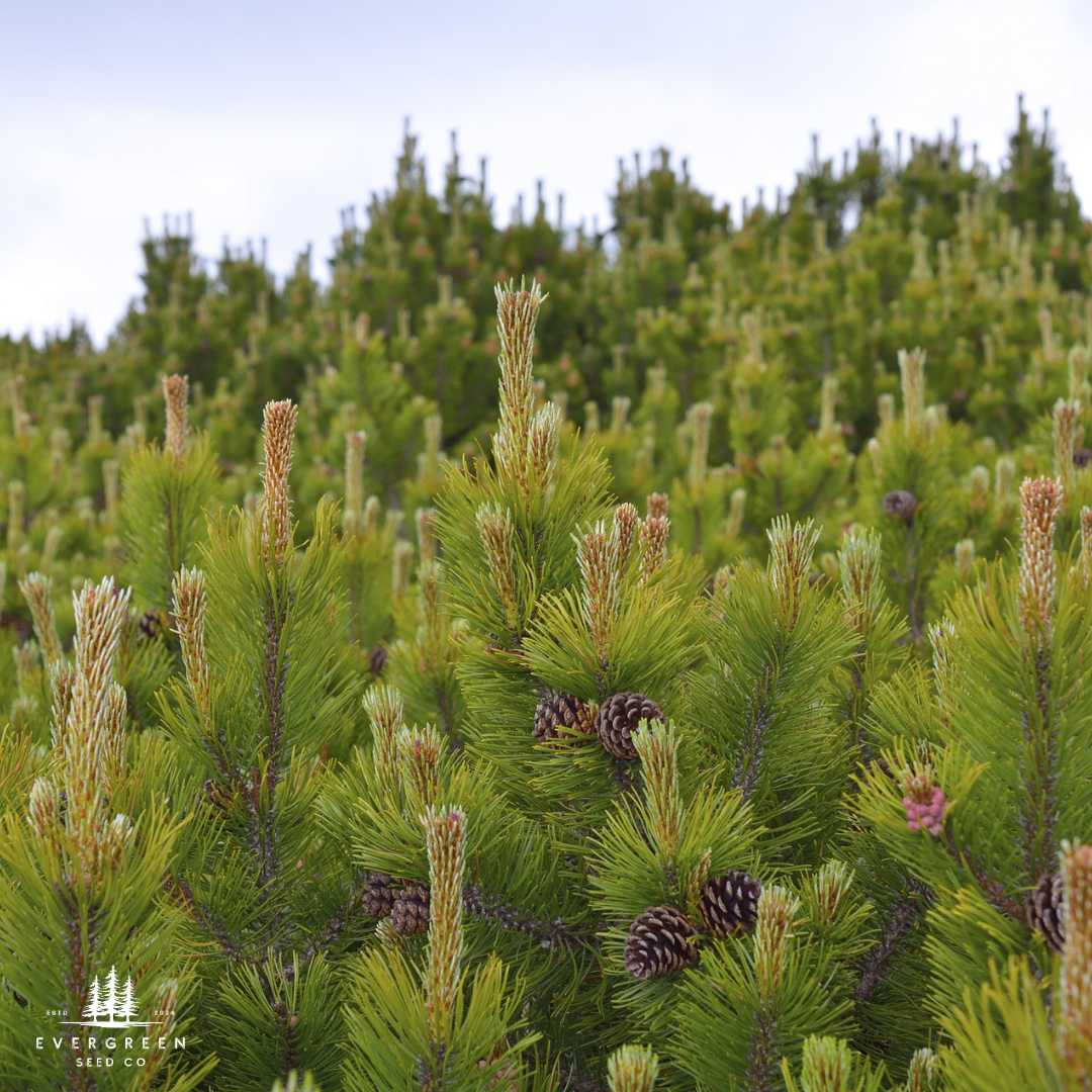 Mugo Pine Tree Seeds (Pinus mugo)