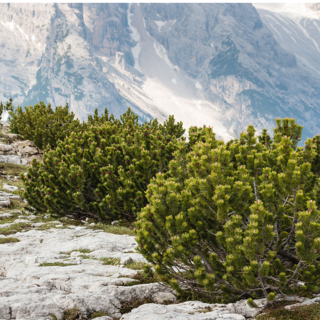 Mugo Pine Tree Seeds (Pinus mugo)