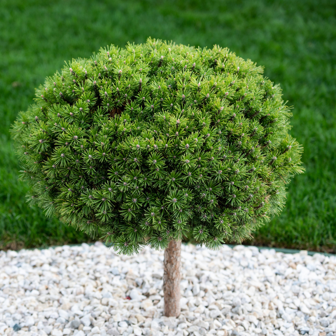 Mugo Pine Tree Seeds (Pinus mugo)