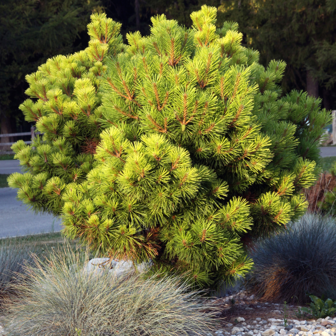 Mugo Pine Tree Seeds (Pinus mugo)