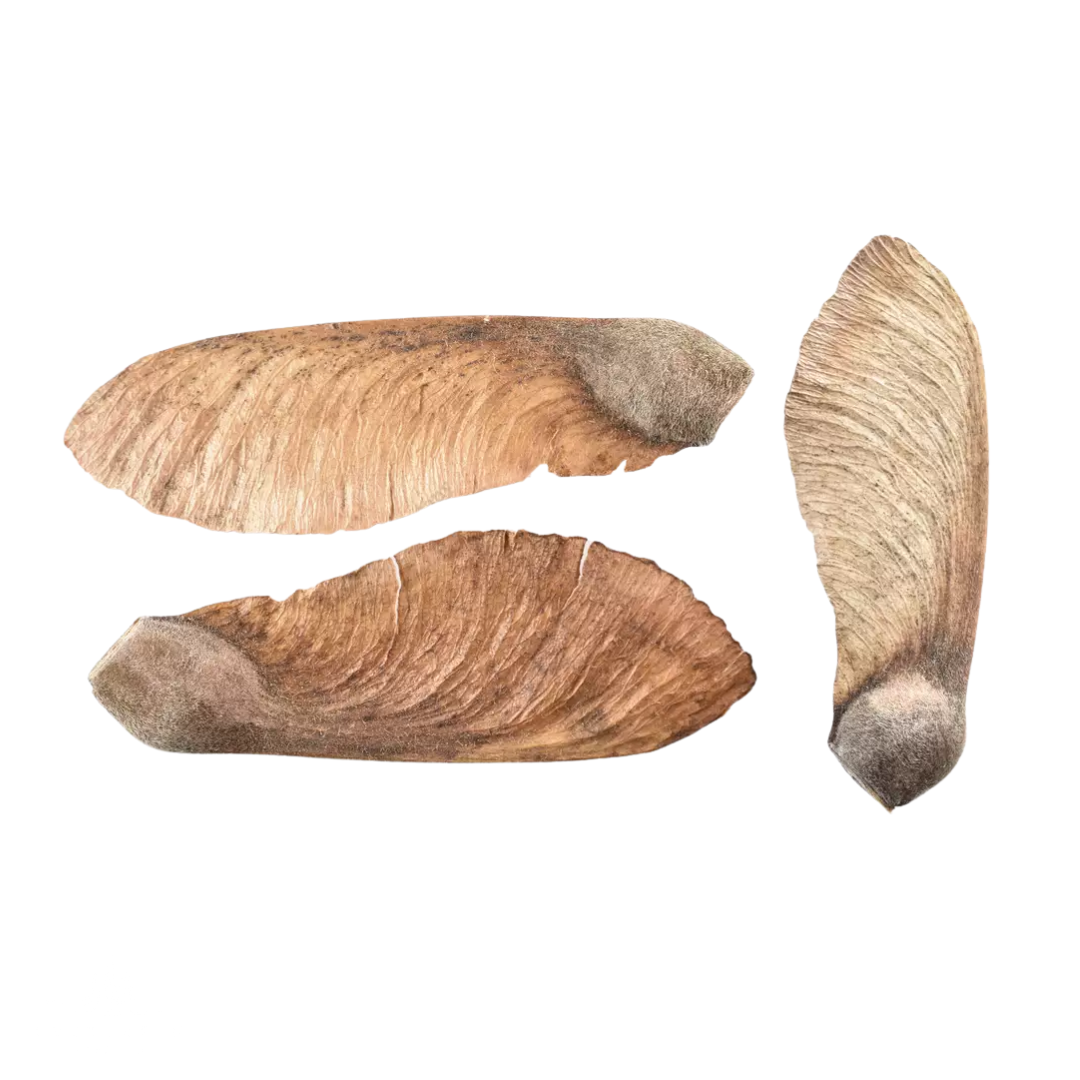 Paperbark Maple Tree Seeds (Acer griseum)