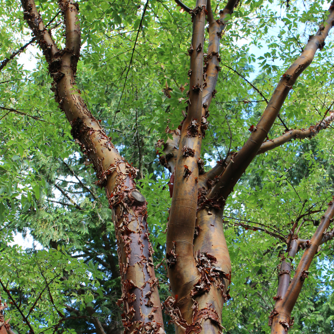 Paperbark Maple Tree Seeds (Acer griseum)