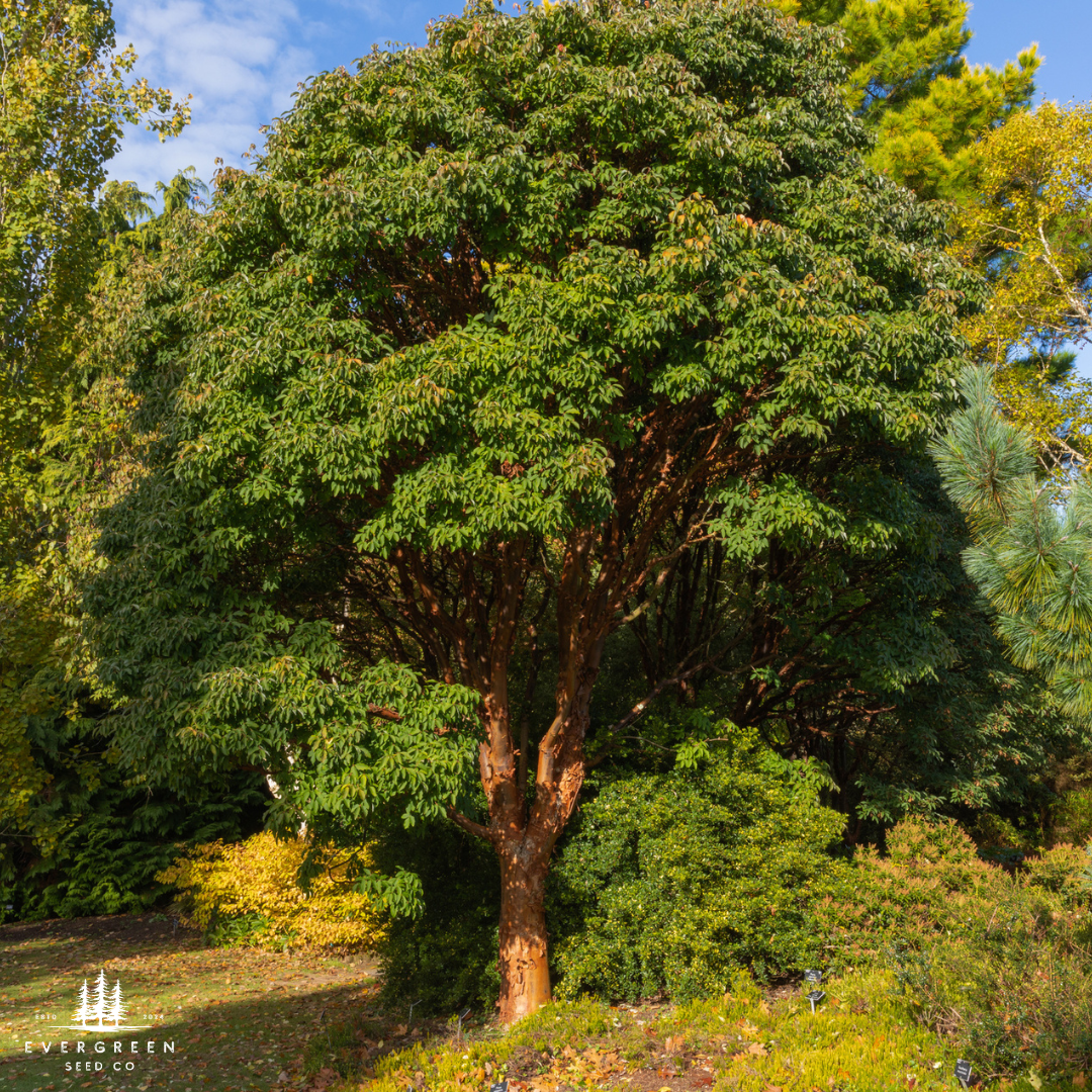 Paperbark Maple Tree Seeds (Acer griseum)