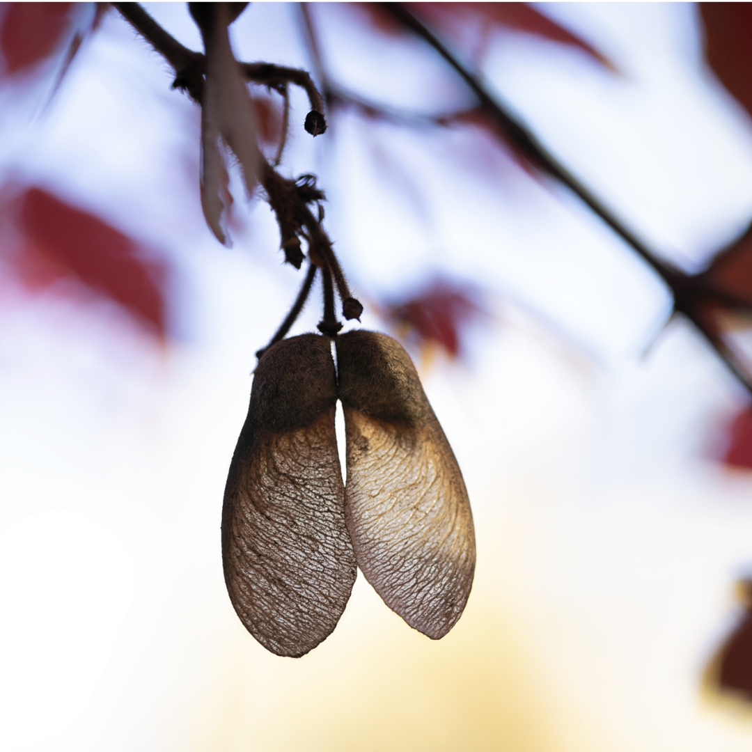 Paperbark Maple Tree Seeds (Acer griseum)