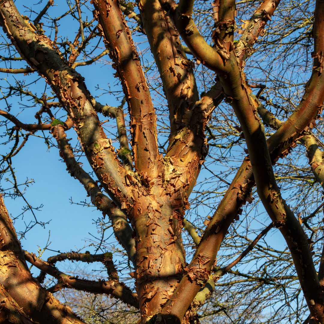 Paperbark Maple Tree Seeds (Acer griseum)