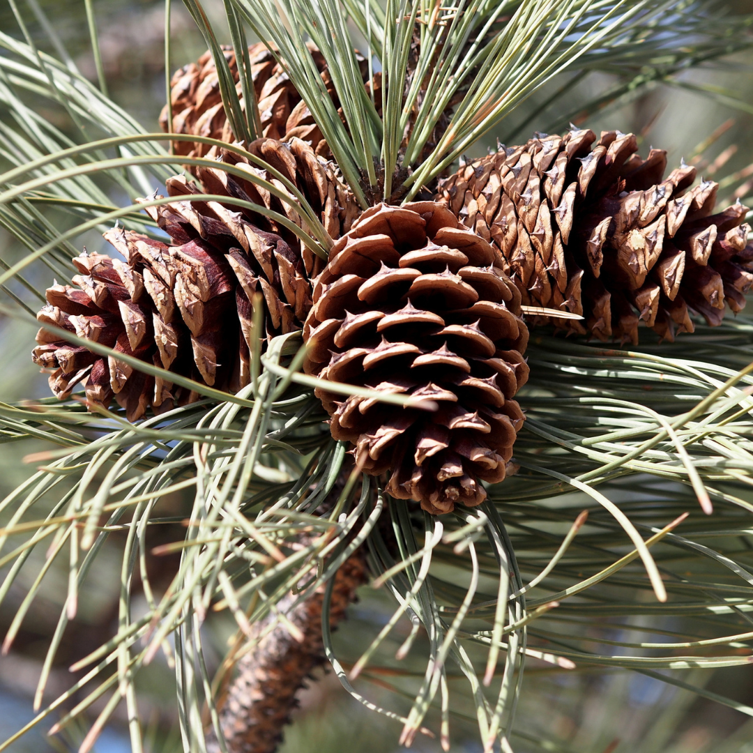 Ponderosa Pine Tree Seeds (Pinus ponderosa)