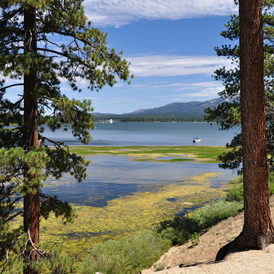 Ponderosa Pine Tree Seeds (Pinus ponderosa)