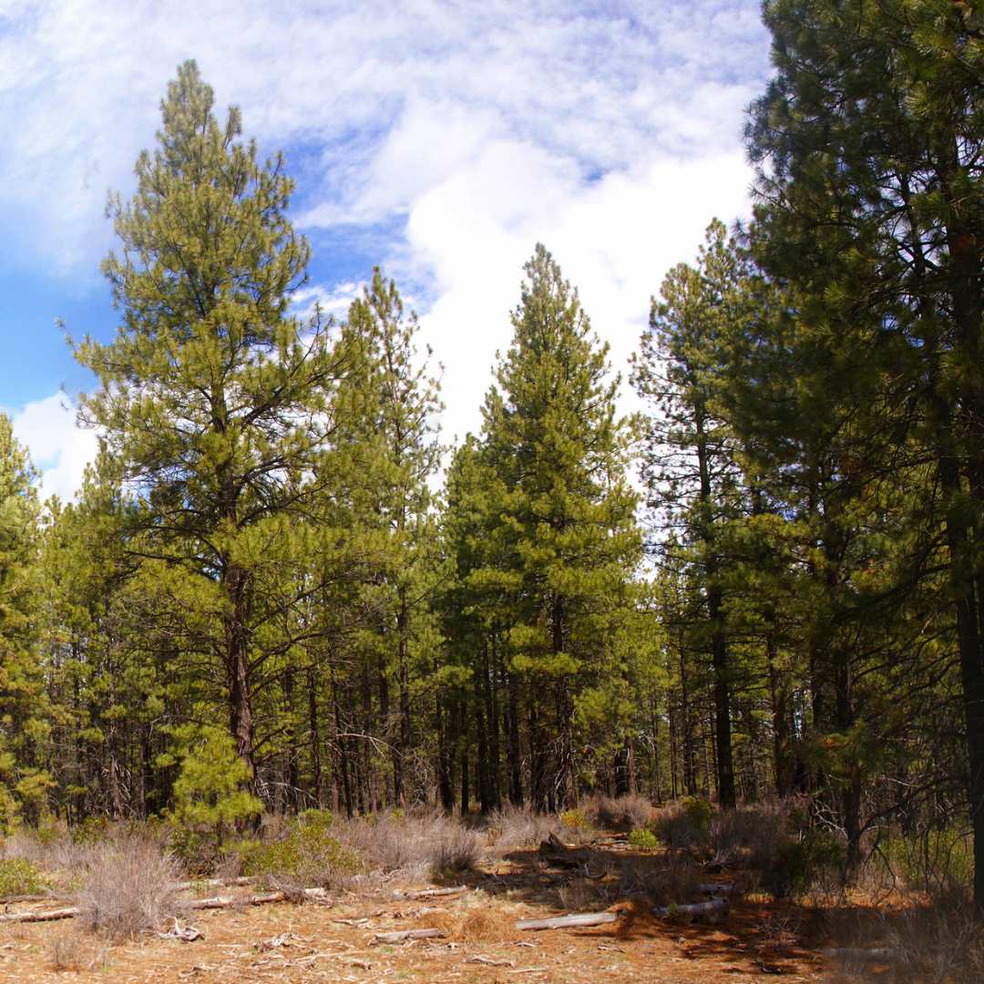 Ponderosa Pine Tree Seeds (Pinus ponderosa)