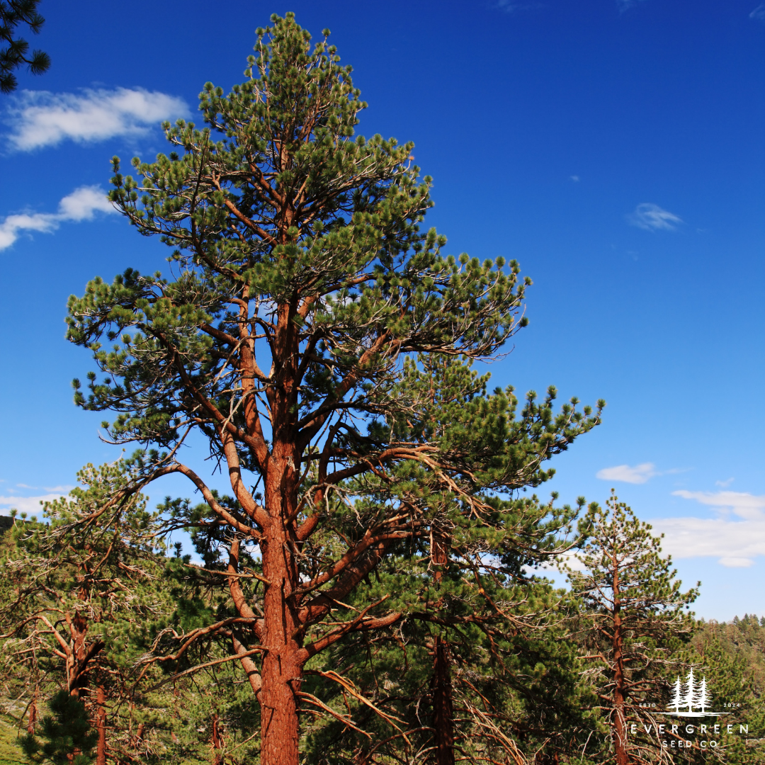 Ponderosa Pine Tree Seeds (Pinus ponderosa)