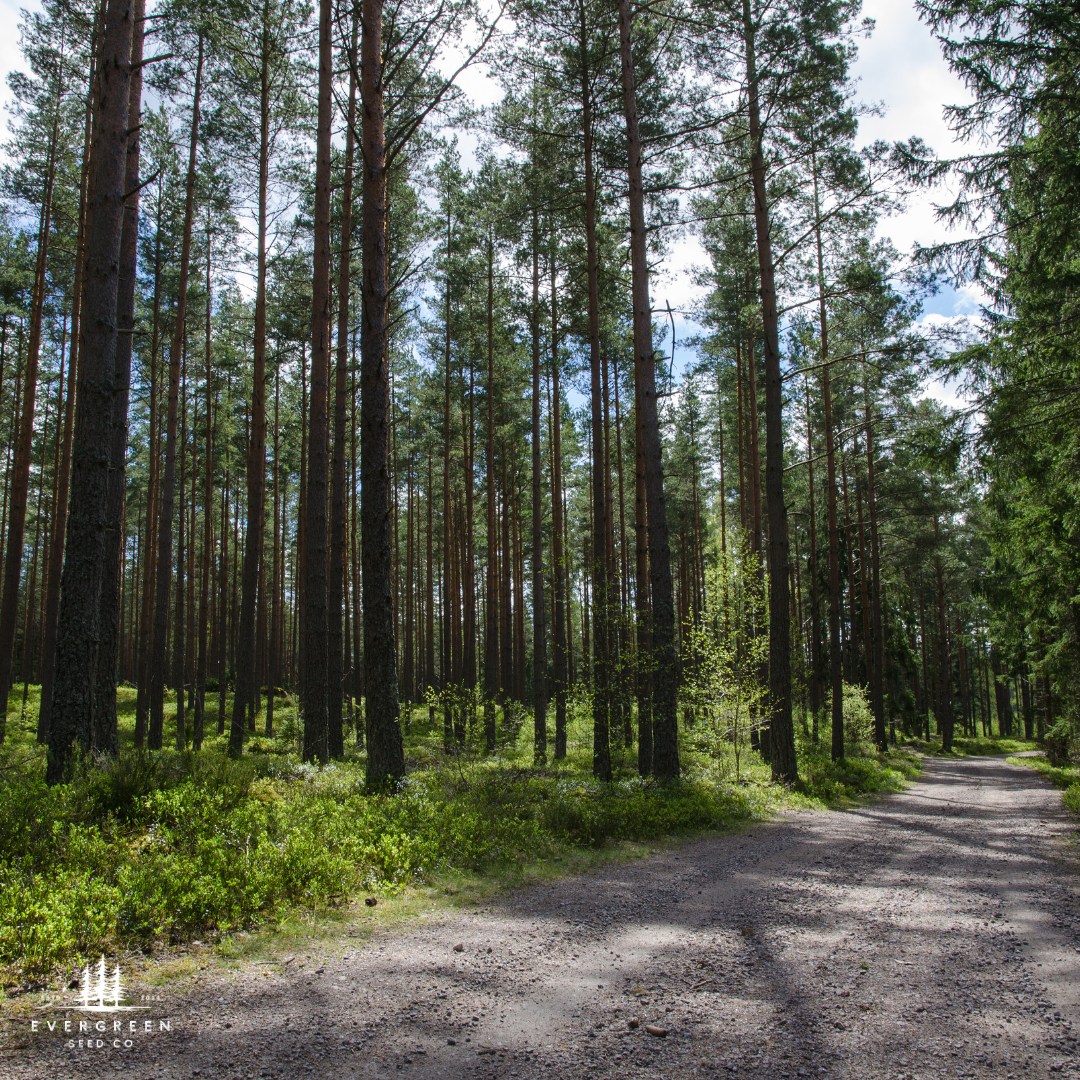 Ponderosa Pine Tree Seeds (Pinus ponderosa)