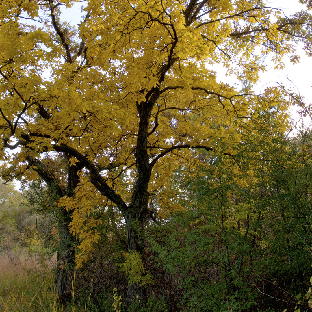 Shagbark Hickory Tree Seeds (Carya ovata)