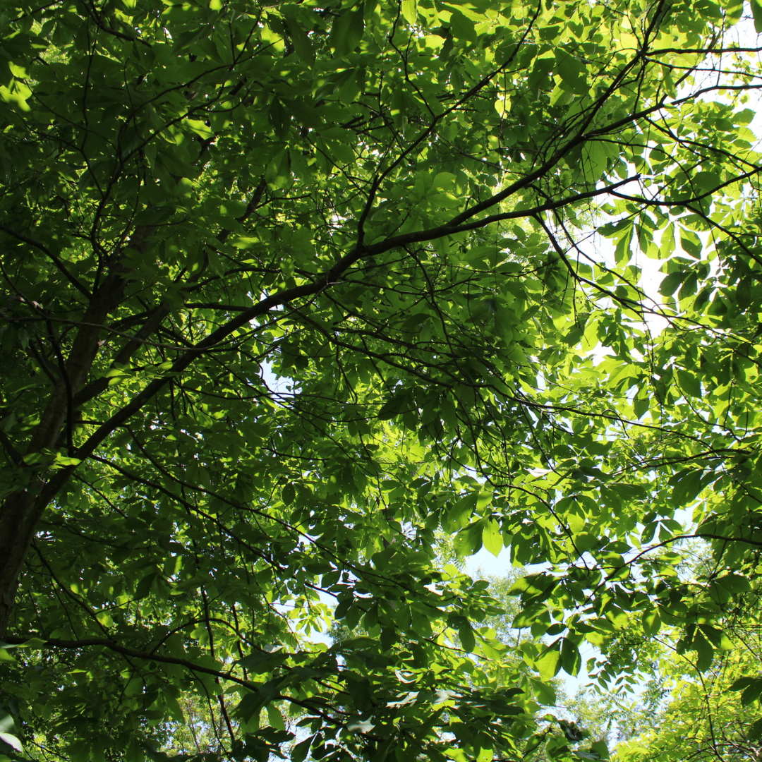 Shagbark Hickory Tree Seeds (Carya ovata)