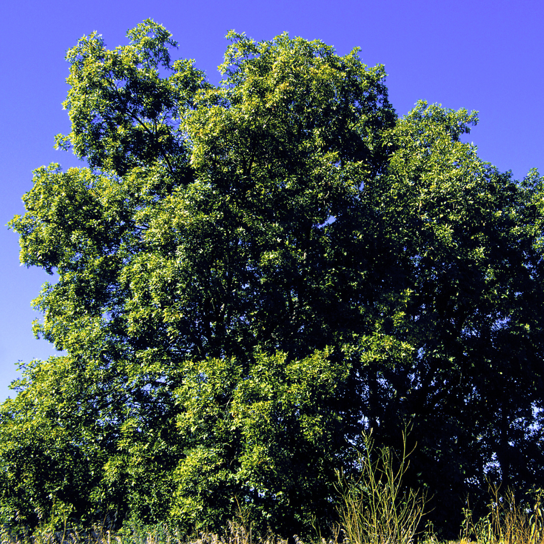 Shagbark Hickory Tree Seeds (Carya ovata)