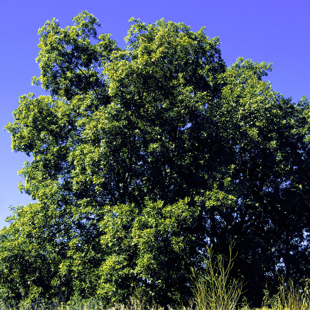 Shagbark Hickory Tree Seeds | Scalybark Hickory | (Carya ovata)