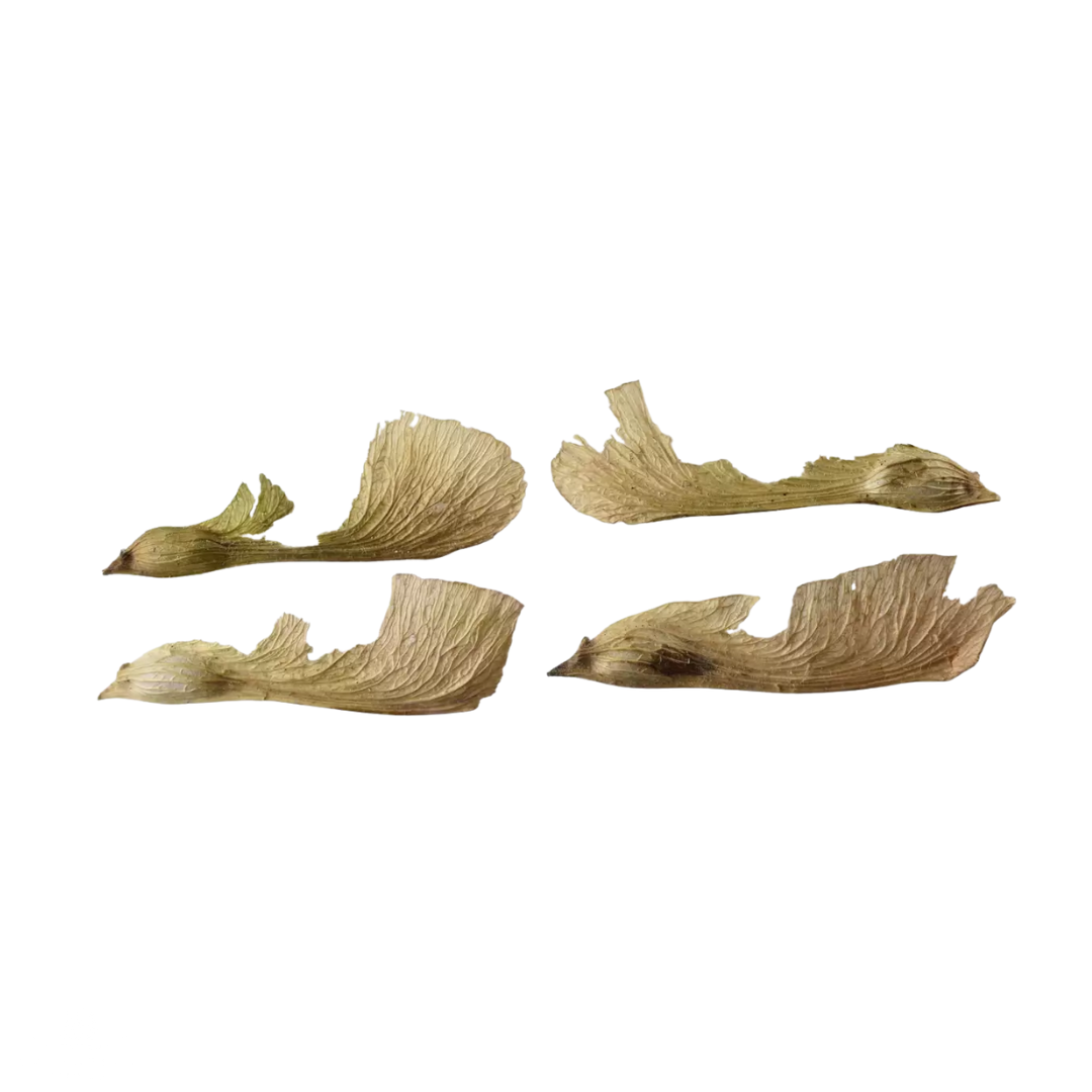 Silver Maple Tree Seeds (Acer saccharinum)