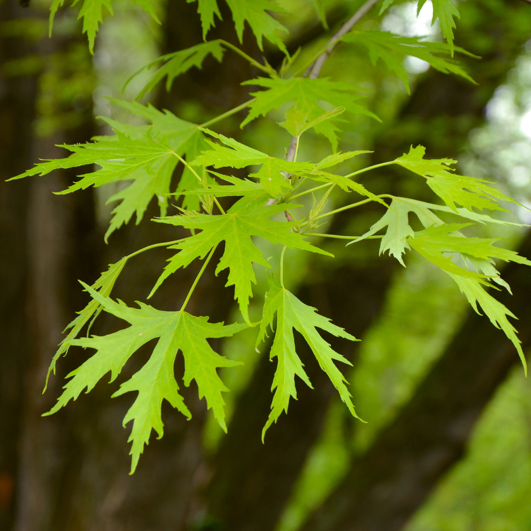 Silver Maple Tree Seeds (Acer saccharinum)