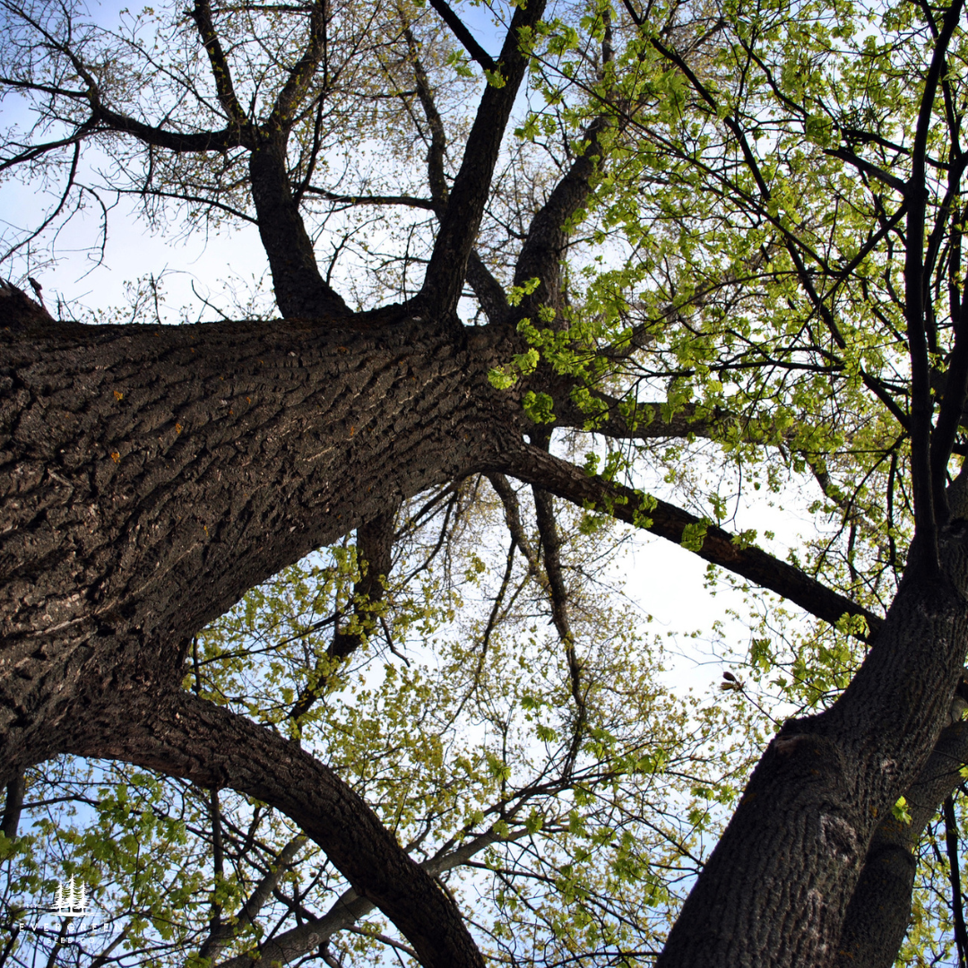 Silver Maple Tree Seeds (Acer saccharinum)