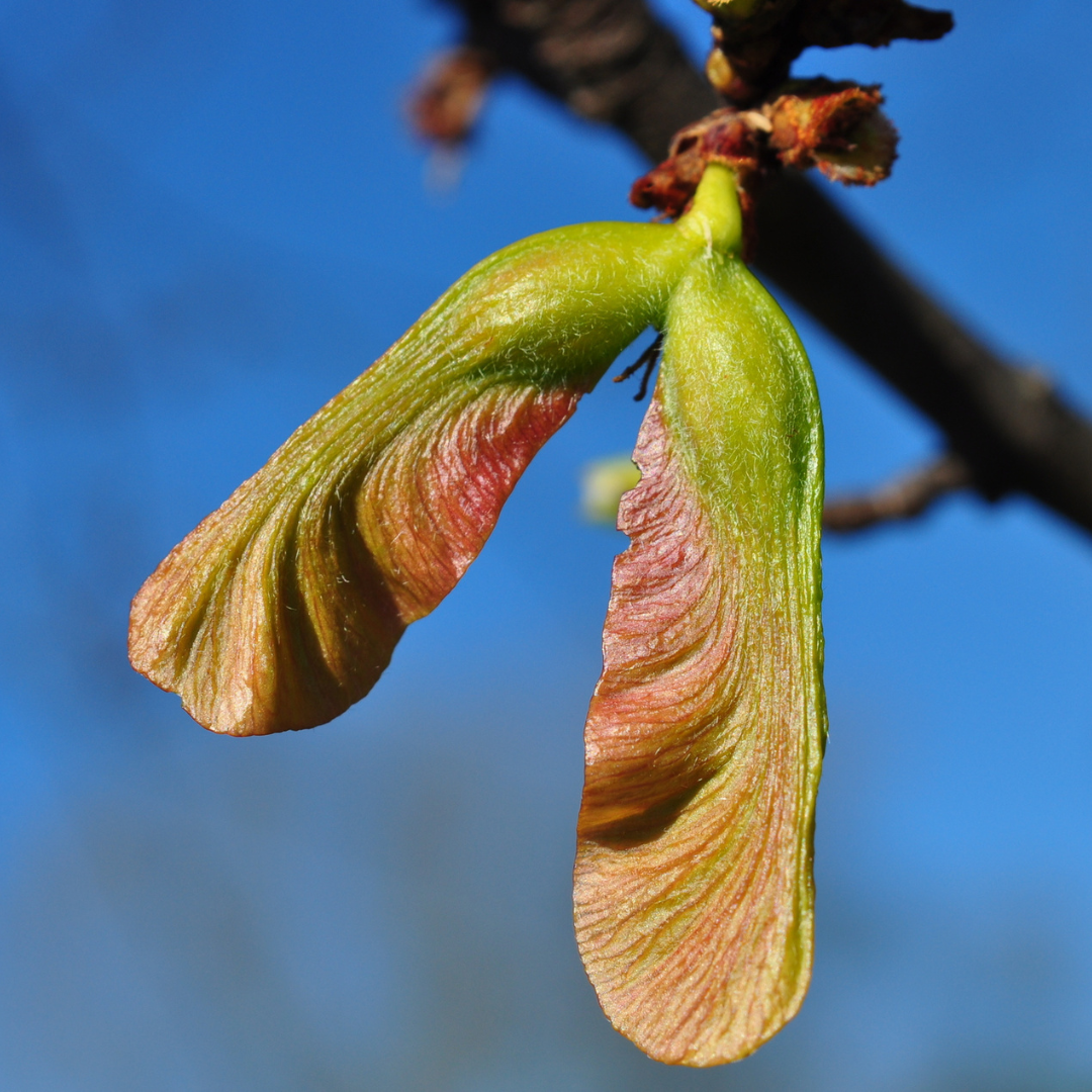 Silver Maple Tree Seeds (Acer saccharinum)