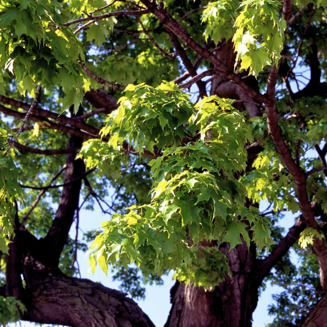 Silver Maple Tree Seeds (Acer saccharinum)